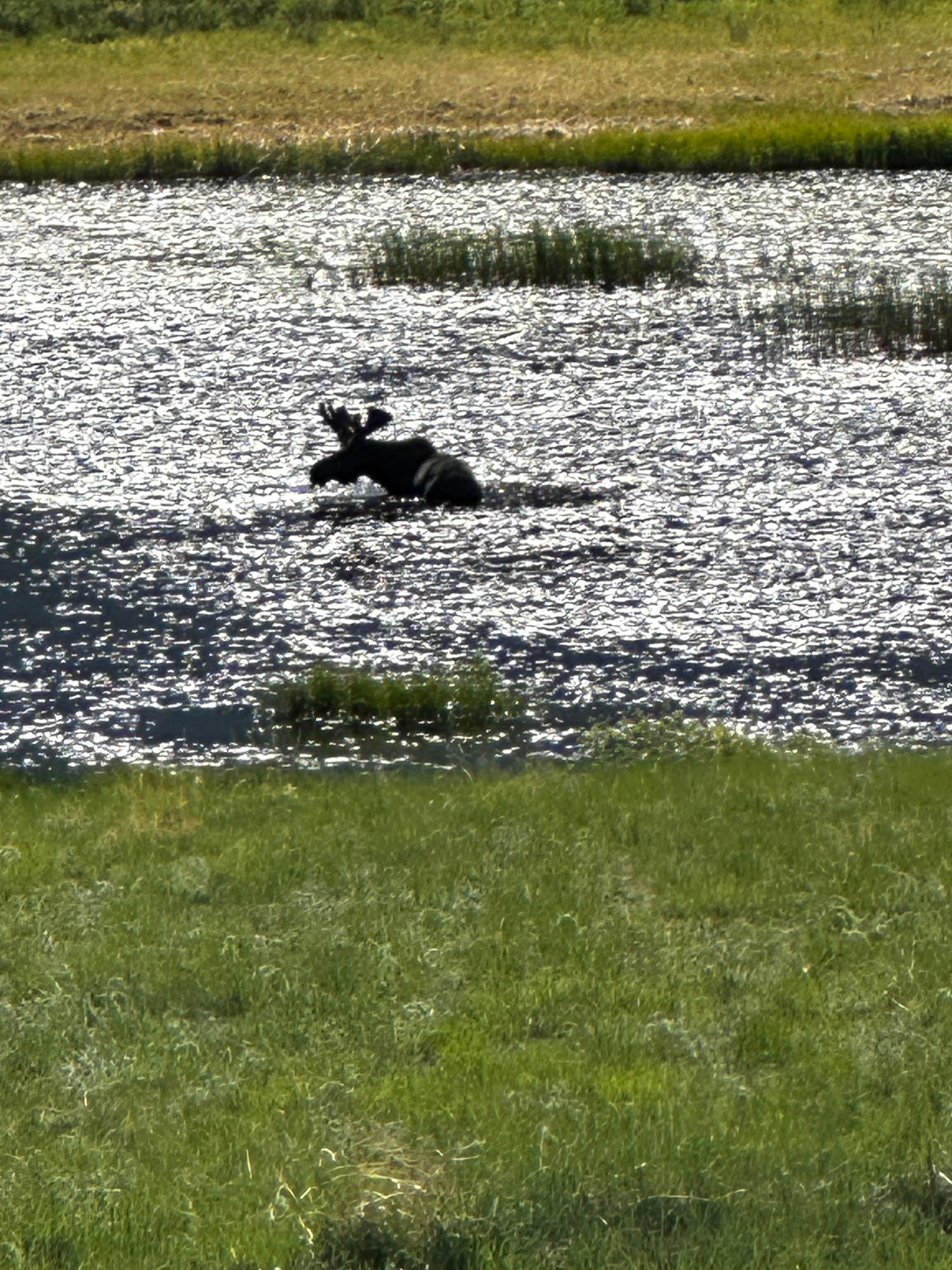 Moose in Rocky Mountains 