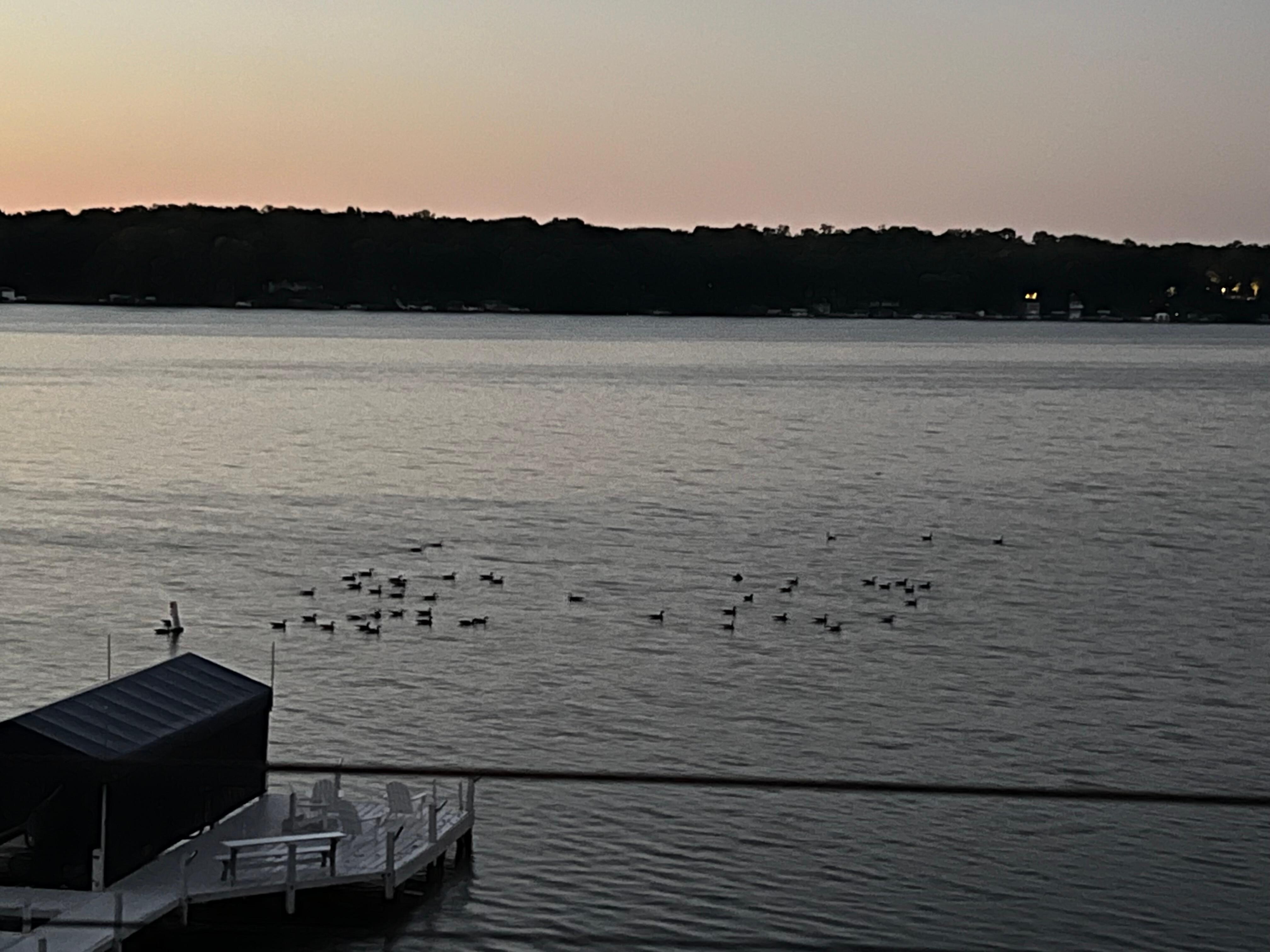The ducks coming to visit for breakfast! 