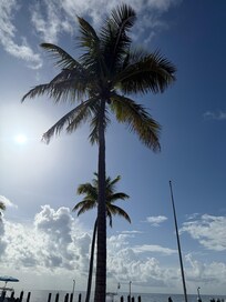 Palms