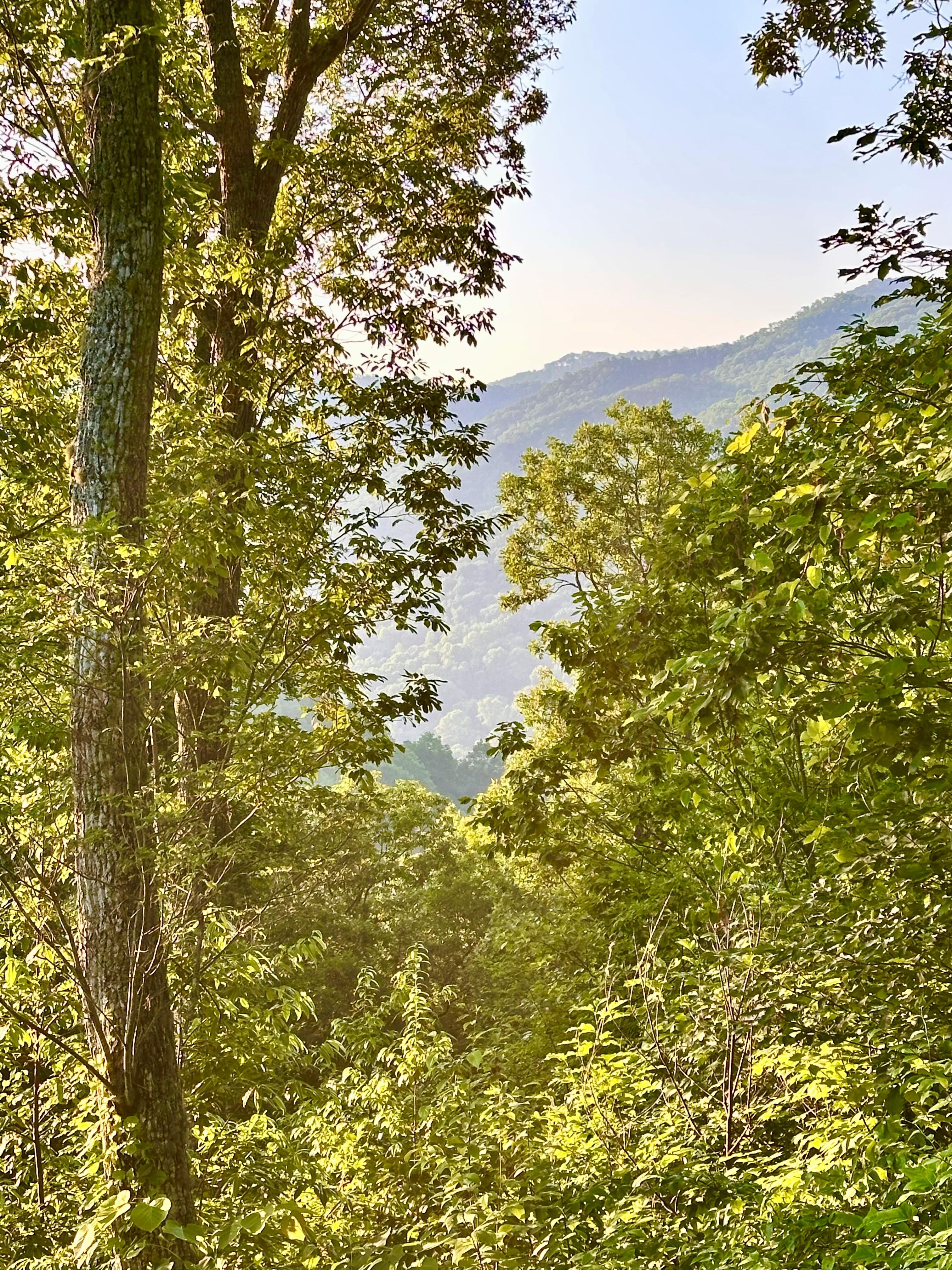Morning view from the deck.