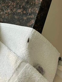 Watching the cockroach