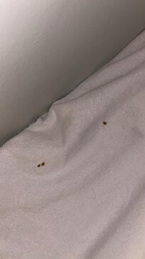 Top bunk blood stains