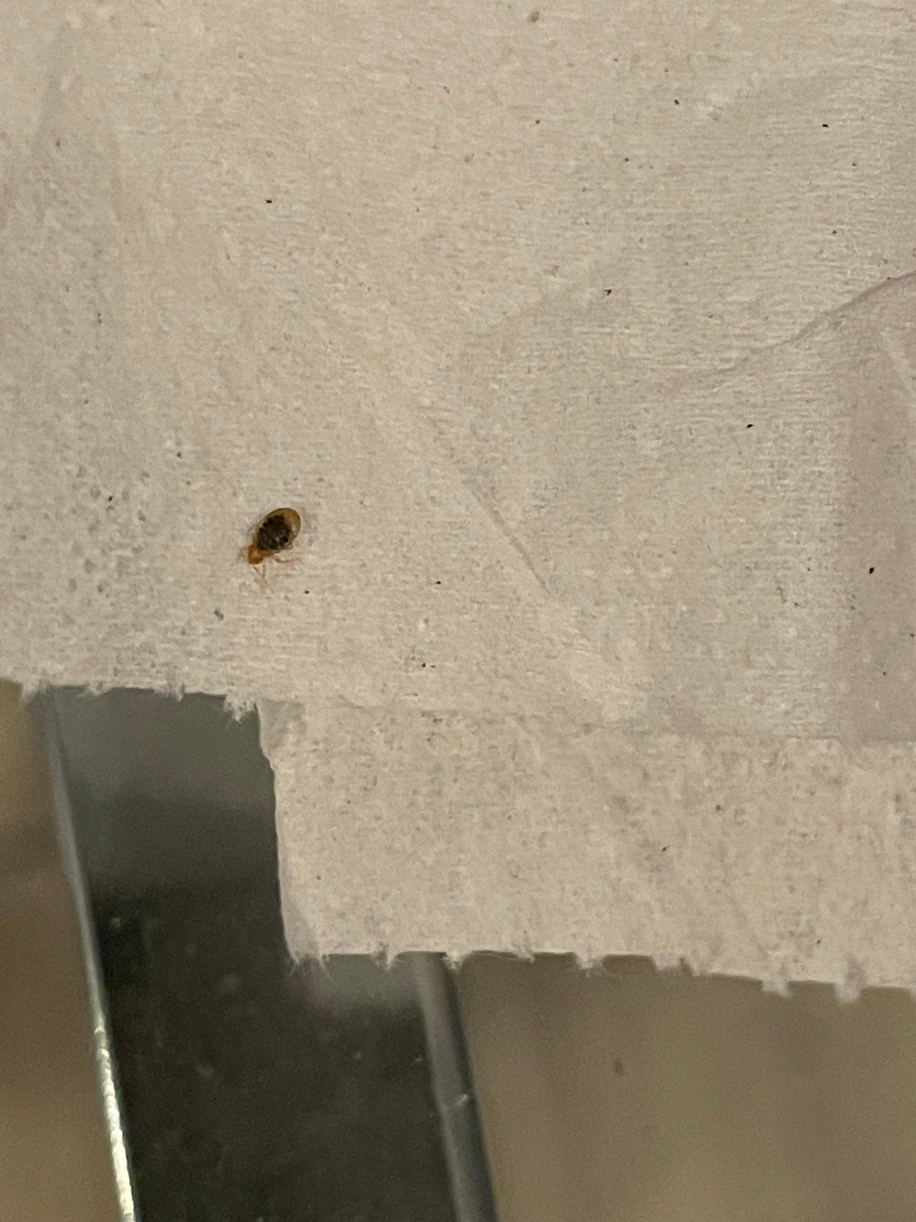 Bed bug