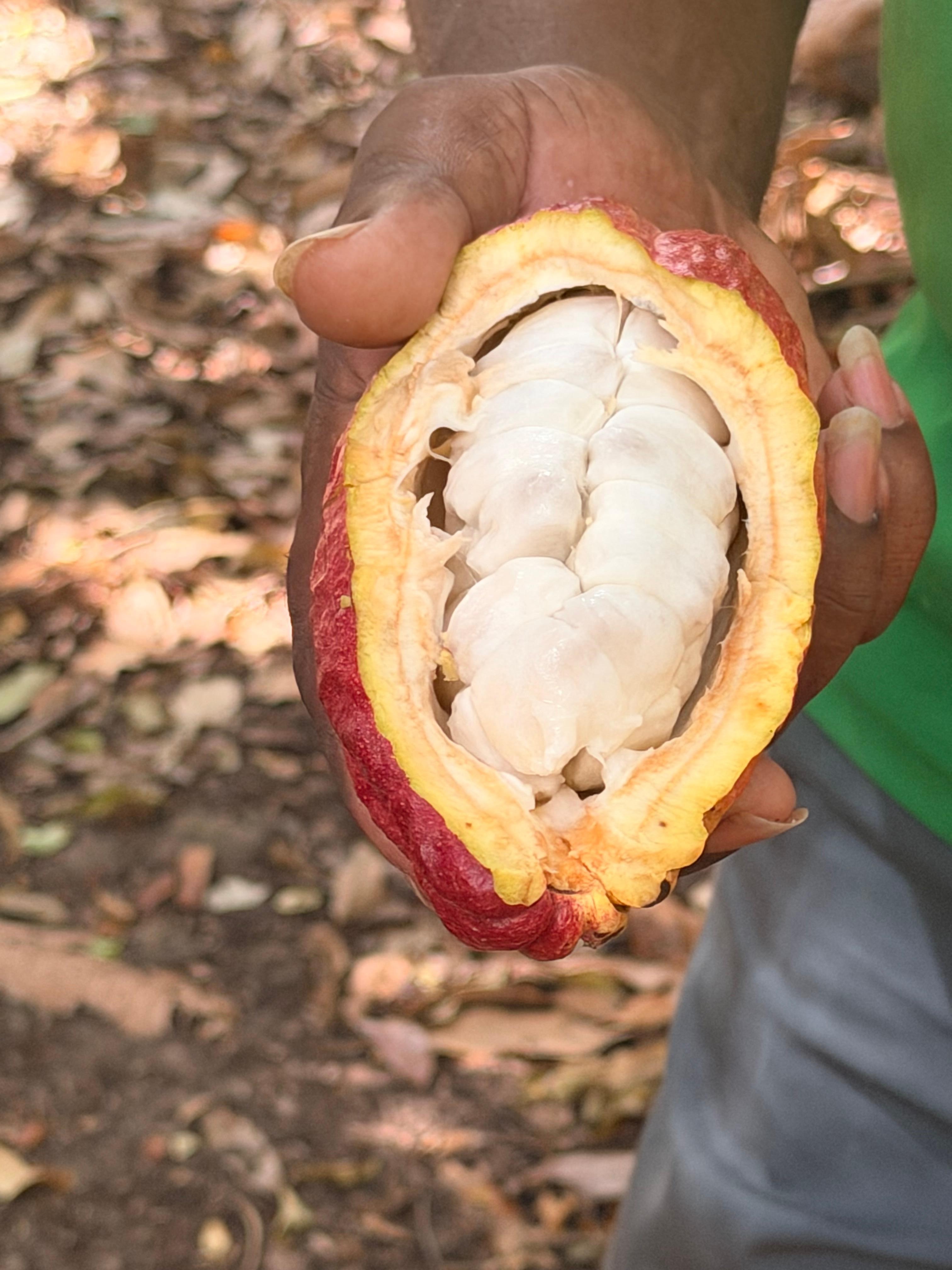 Cacoa pod