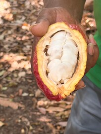 Cacoa pod