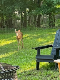 A little visitor in the back/side yard one morning.