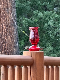 Hummingbird feeding