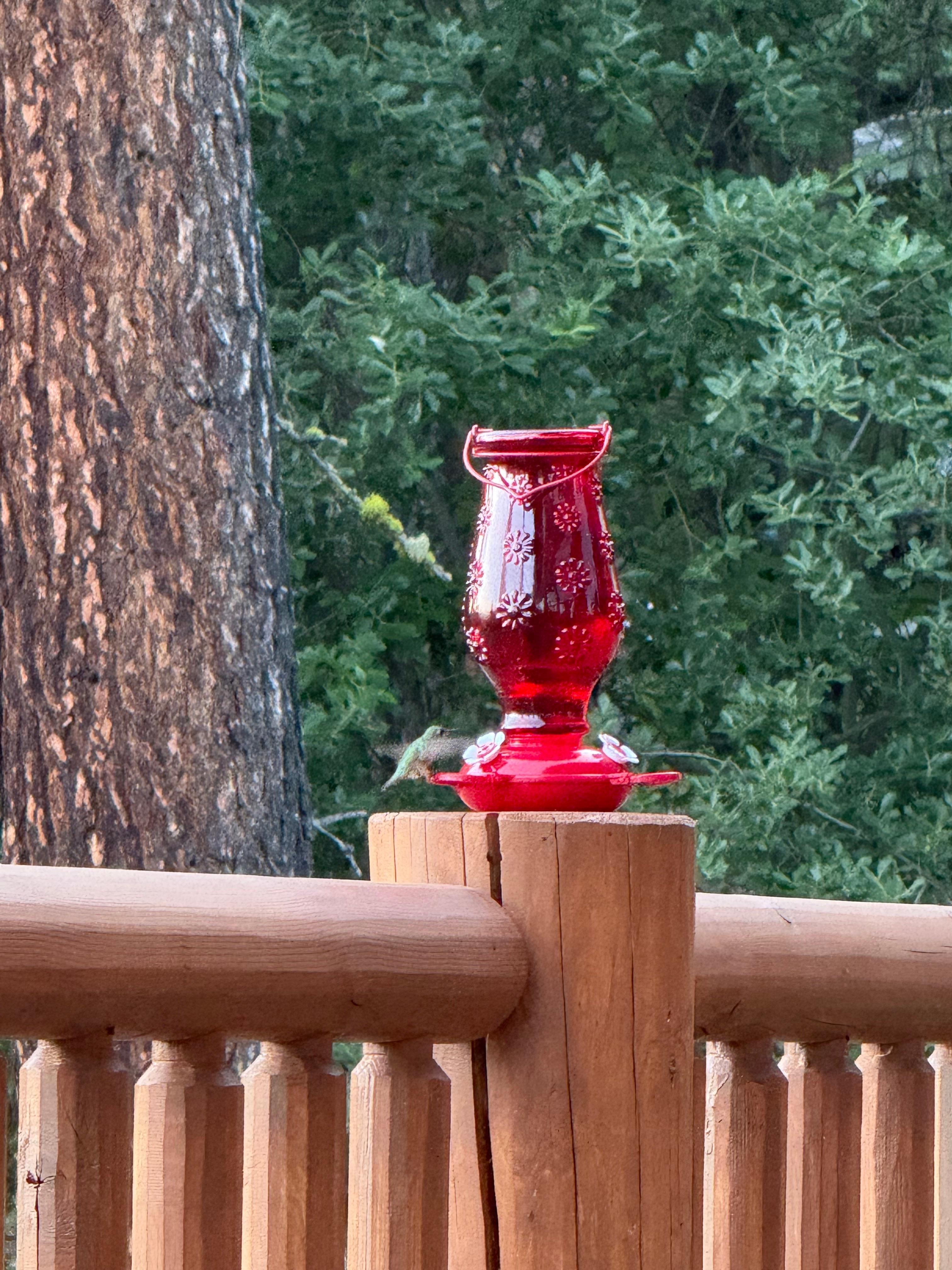 Hummingbird feeding