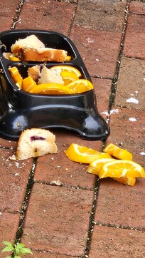 was this for the pet rats or raccoons?