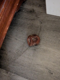 Rotting orange beside the TV stand.