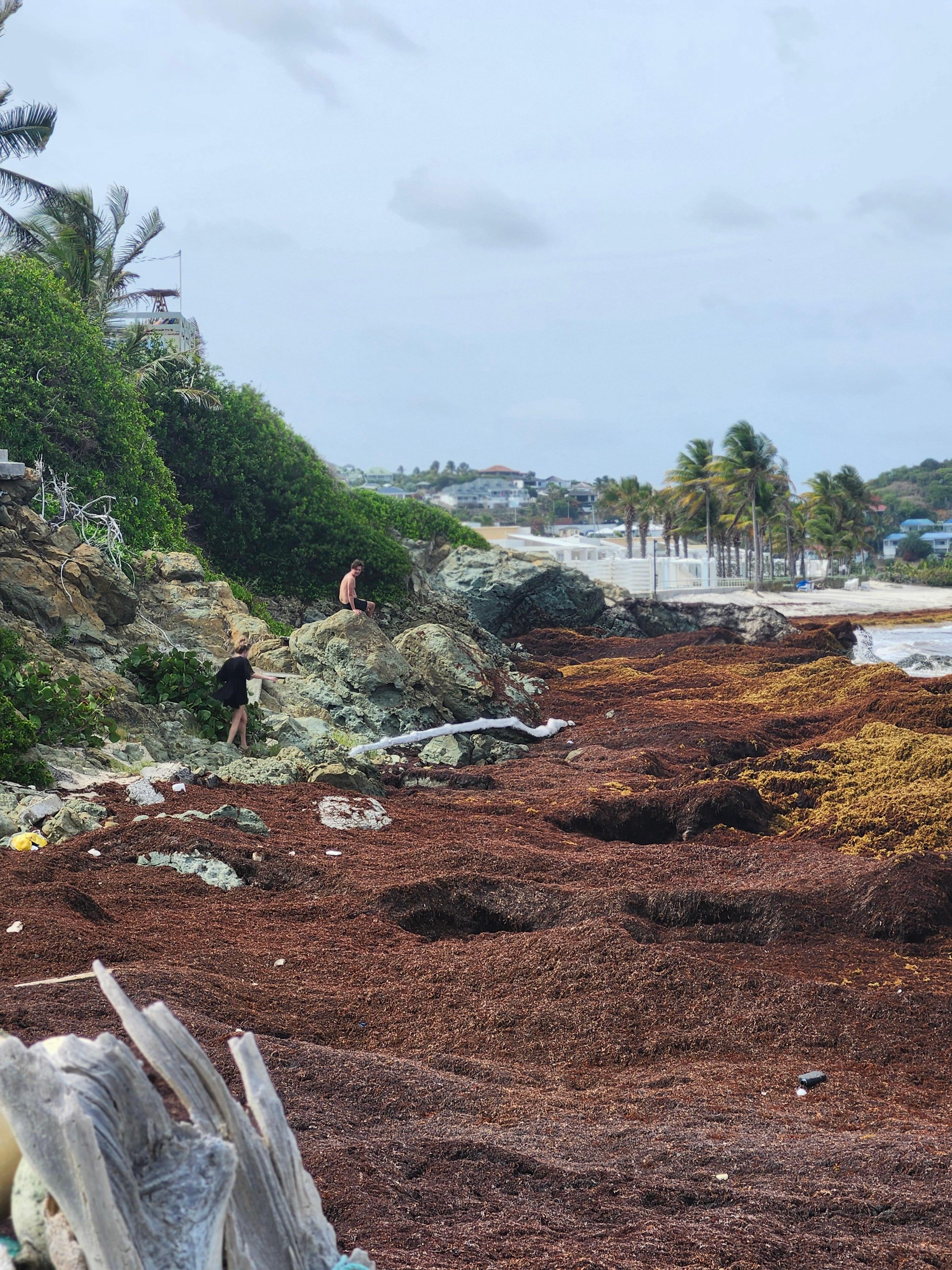 Seaweed at our house