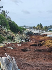 Seaweed at our house