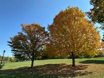 Some of the local color