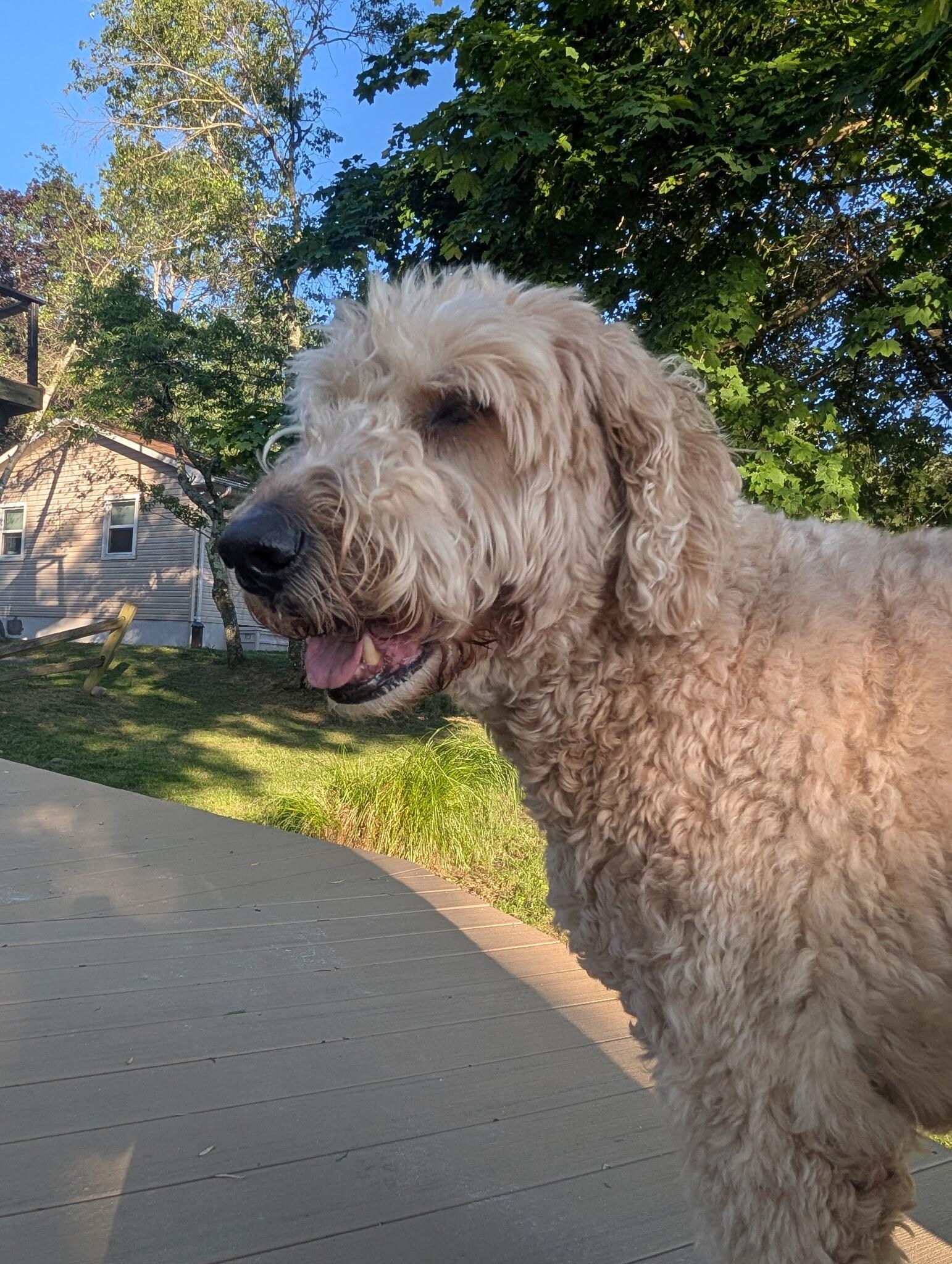 Our sweet golden doodle 