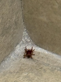 New room had roaches