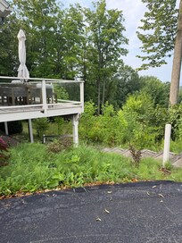 Weeds and overgrown outdoor space