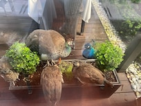 Resident peacock family