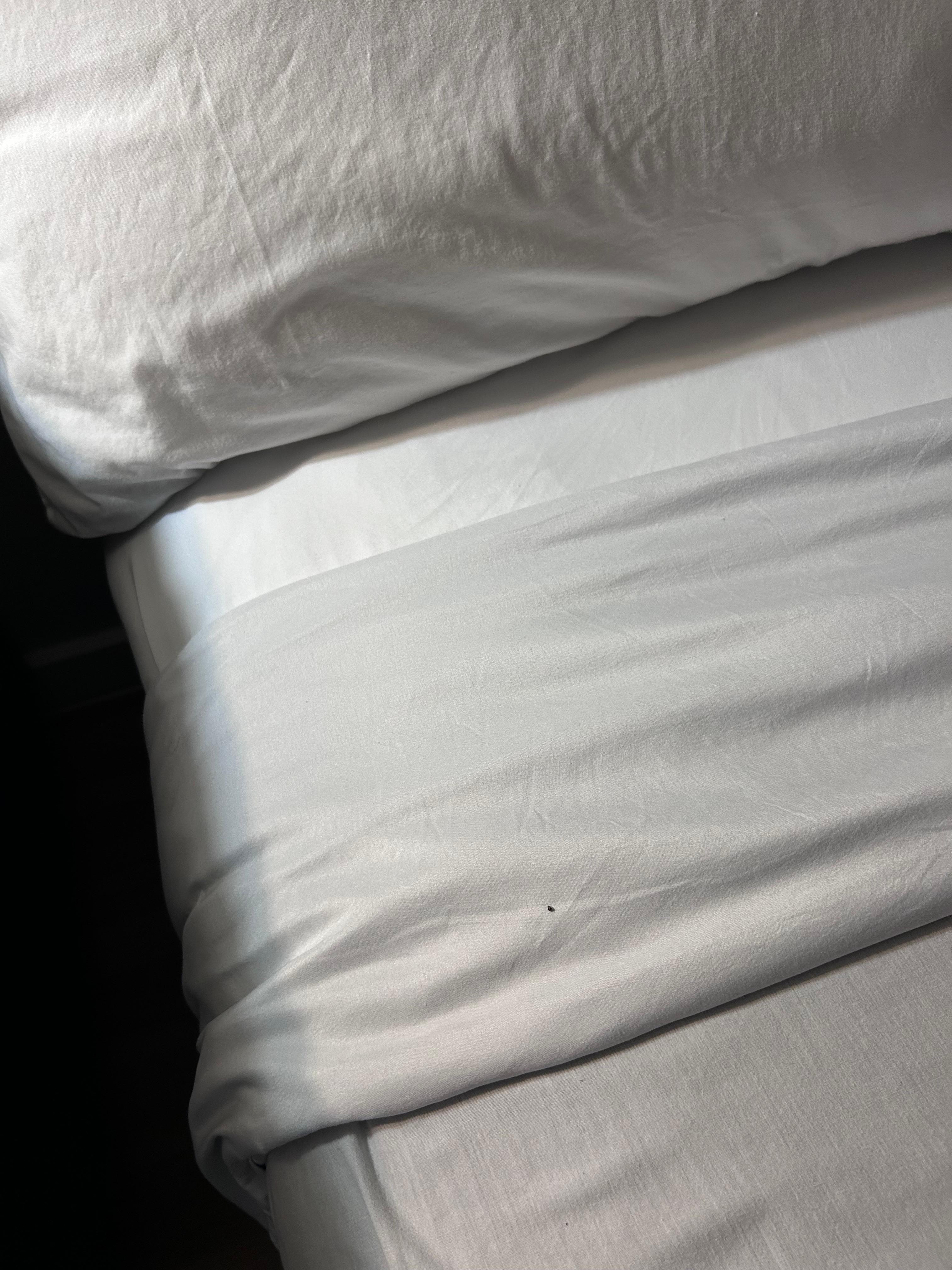 A roach that we killed in the bed