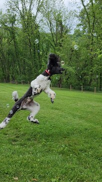 Popping bubbles in the yard.