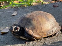 This little guy came to visit. 💚
