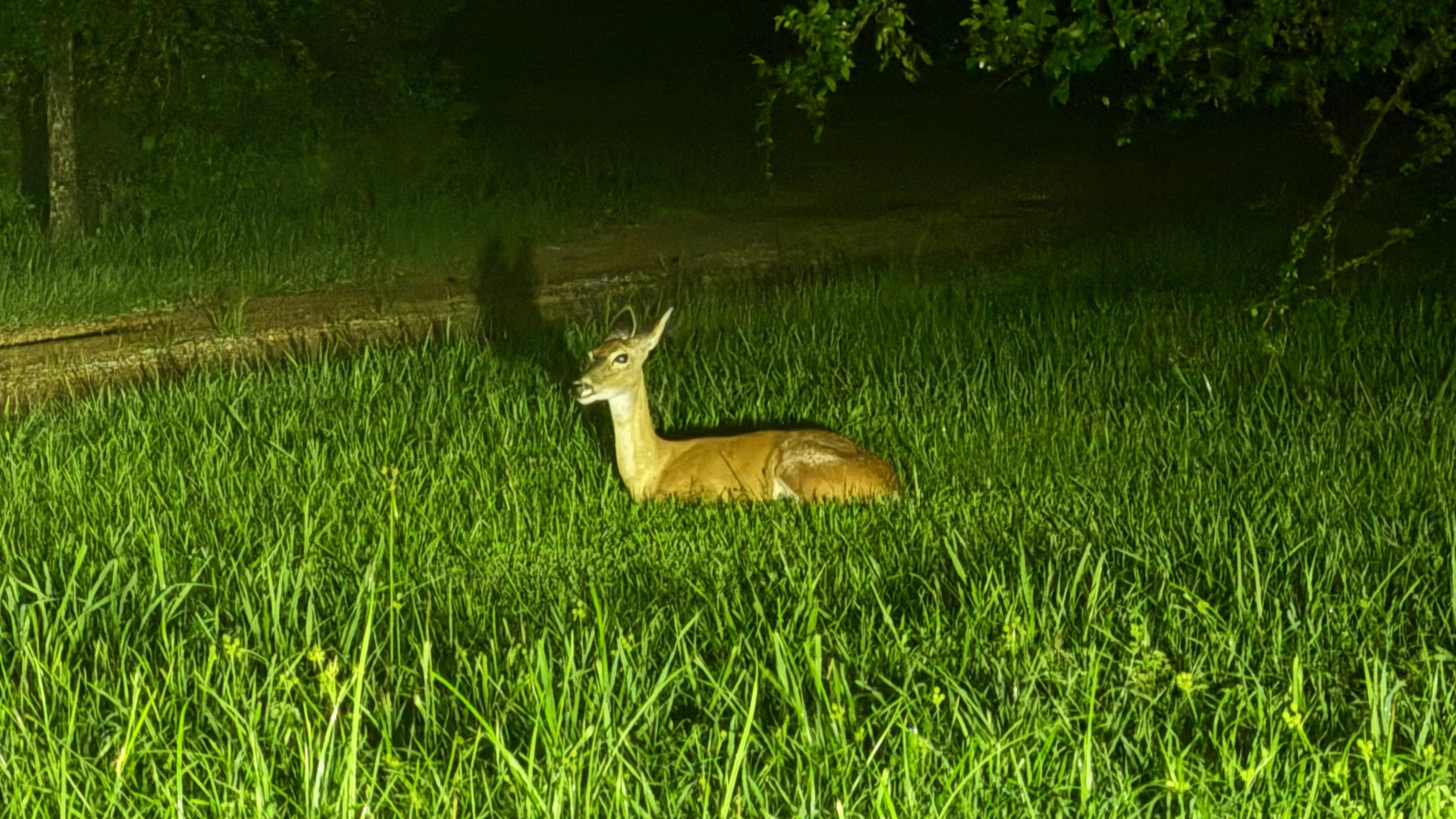 Lots of Deer