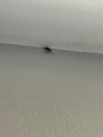 There was about 30 of these by the window and door