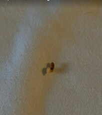 Bugs