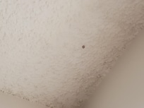 Prior to ladybugs and I am allergic to those as well.