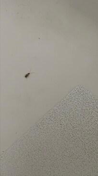 Roaches in the bathroom