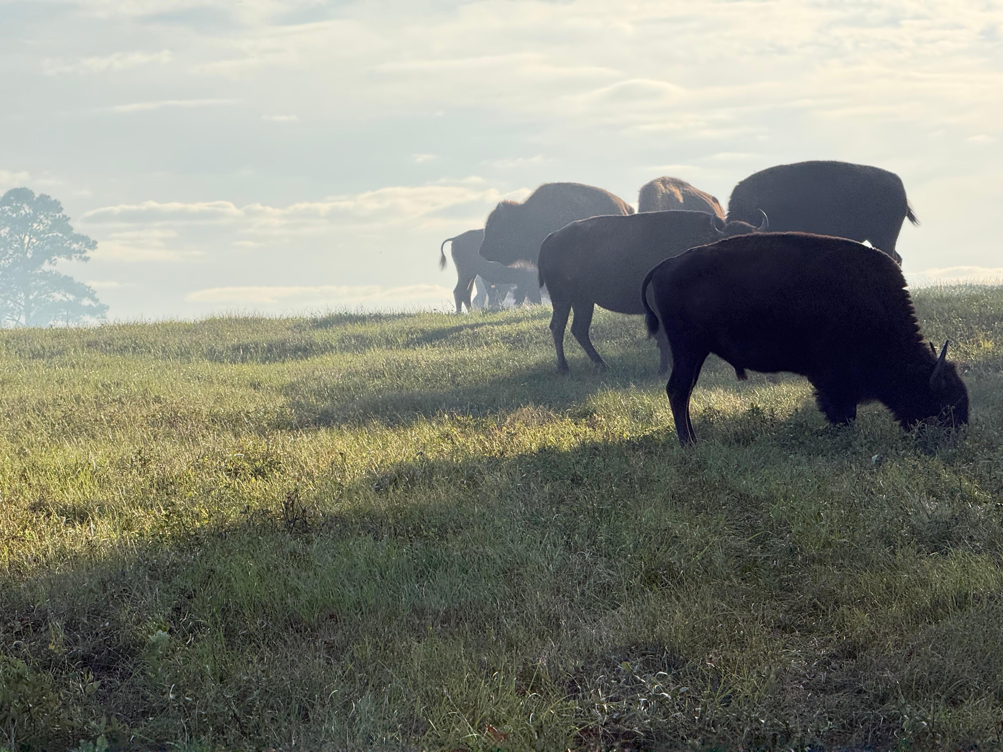 Up close and personal on the bison tour!