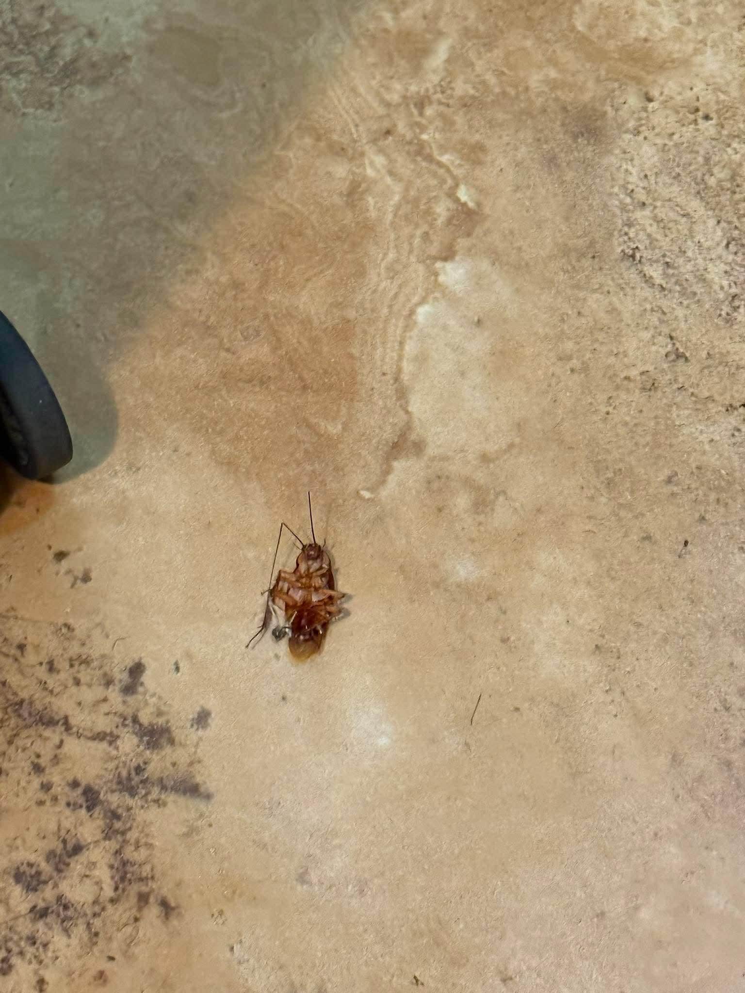 Our roommate in room 208.