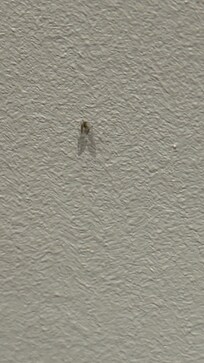 Bugs