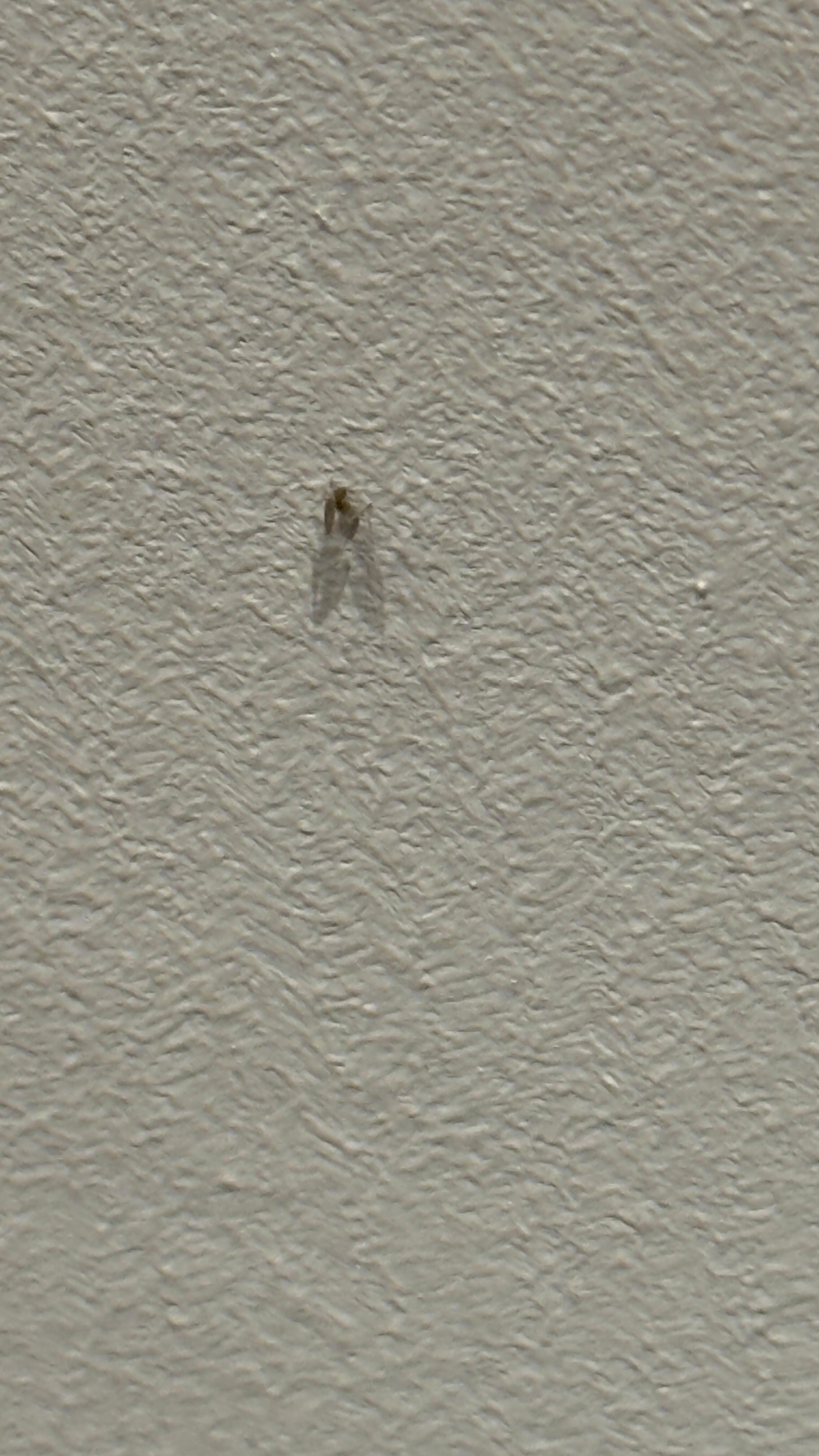 Bugs