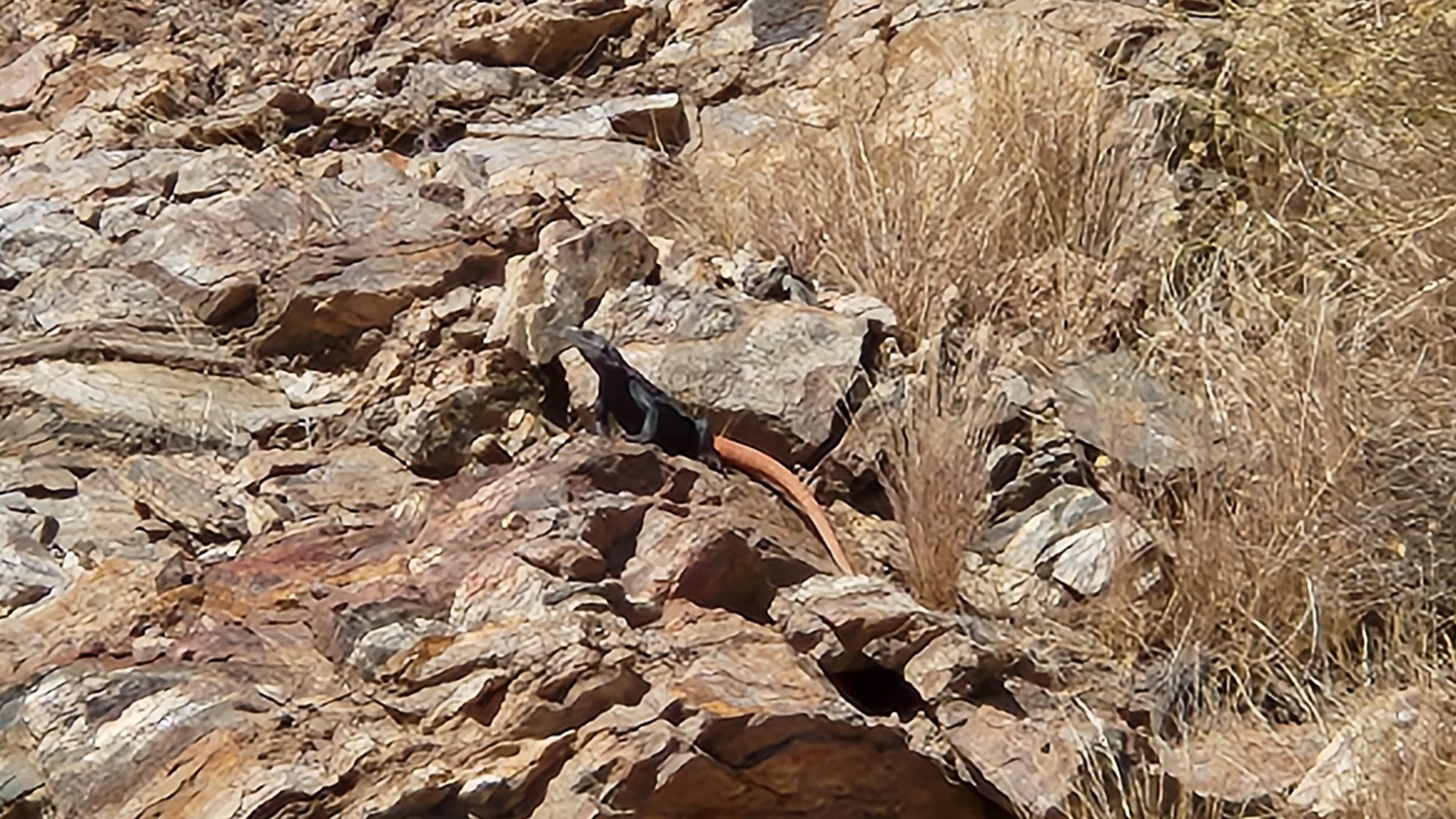 Daily morning sightings of the Carrot-tail Chuckwalla lizards on hill behind house!
