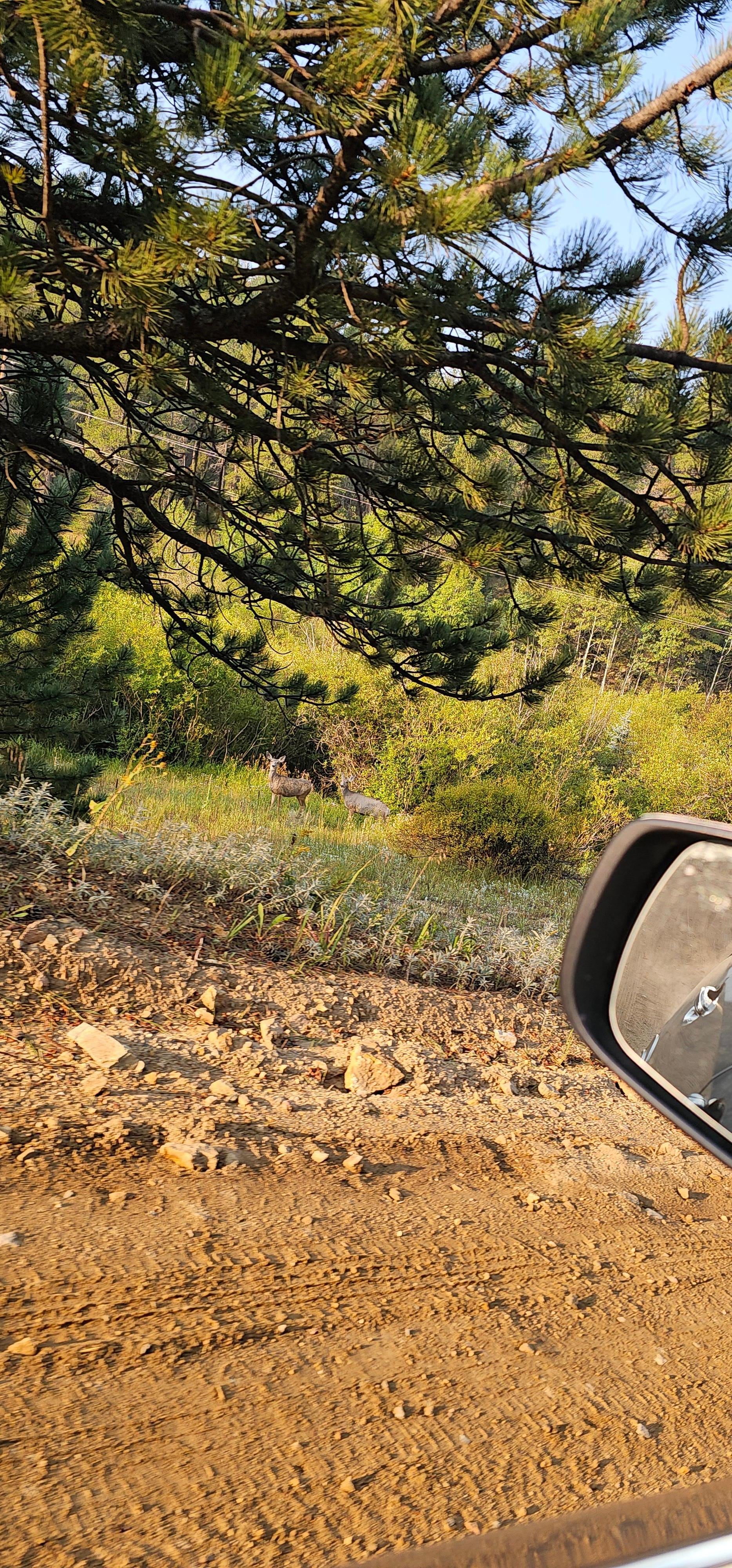 Mule deer off the lane.  