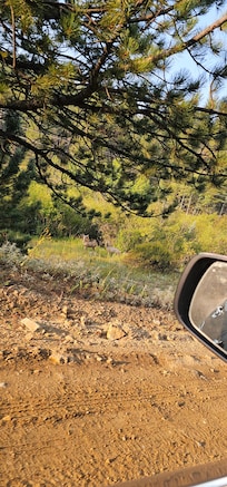 Mule deer off the lane.