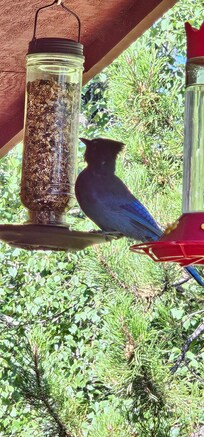 Steller's Jay at the feeder off the kitchen