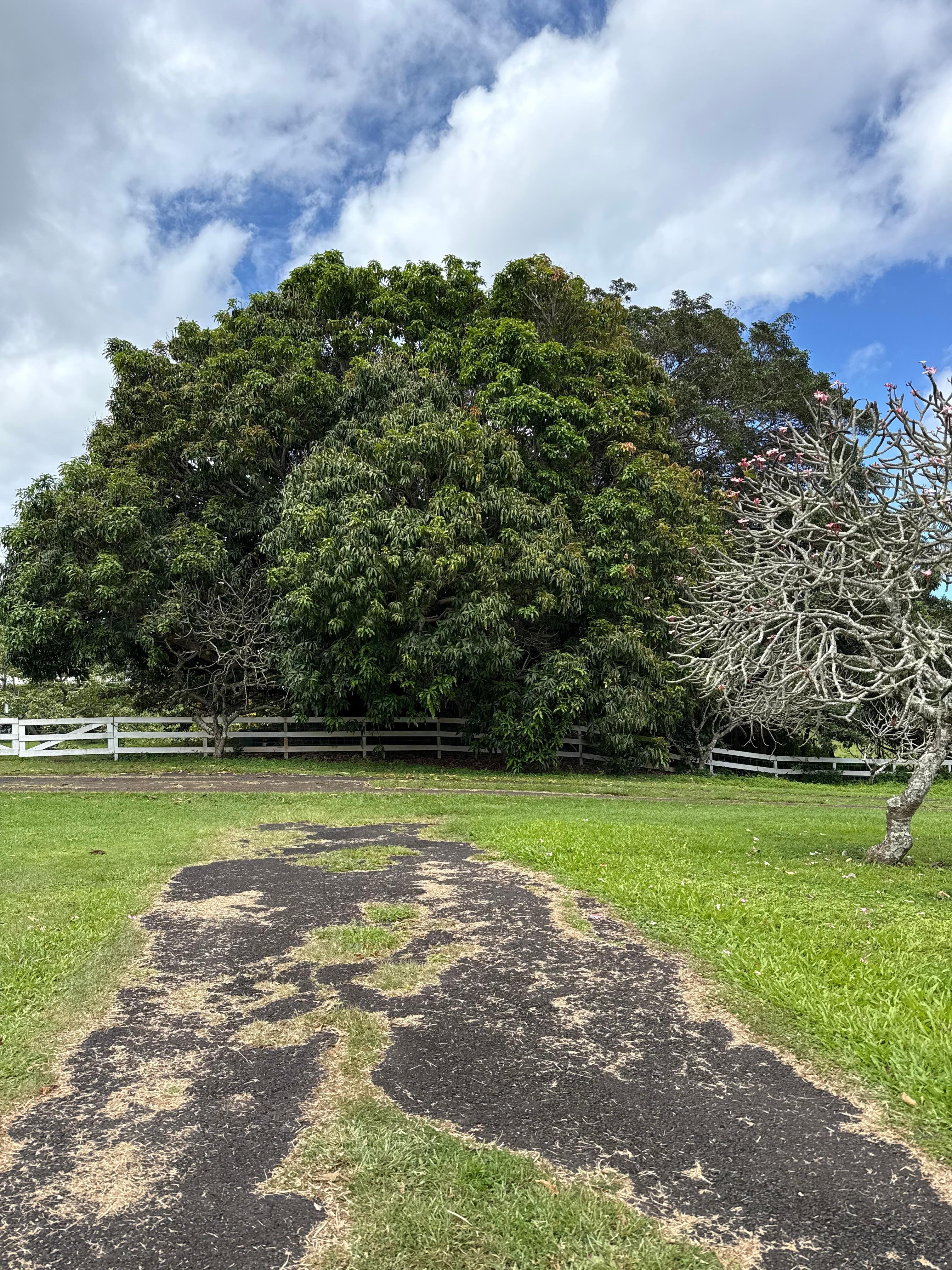 Neighbors large mango tree at the end of the driveway 