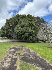 Neighbors large mango tree at the end of the driveway