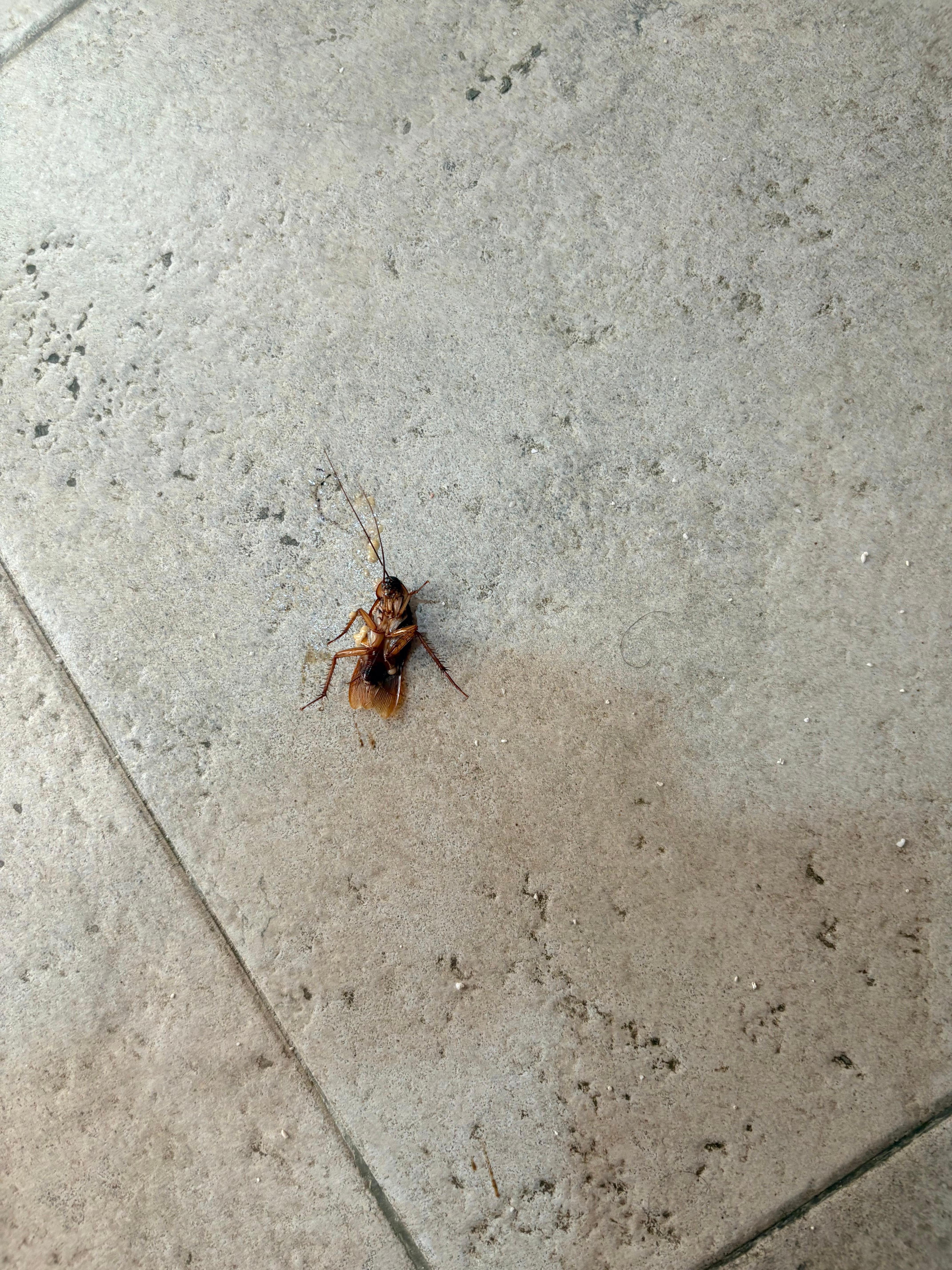 Cucaracha al lado de la cama 
