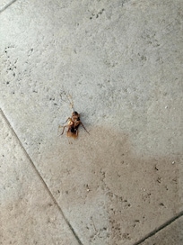 Cucaracha al lado de la cama