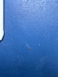 Dead roach on