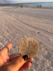 Sand dollar