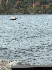 ducks on the bouy