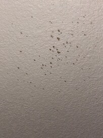 Dried substance on the ceiling in the room.