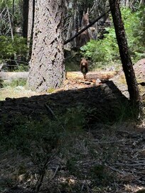 Bear cub on Mirror Lake Trail