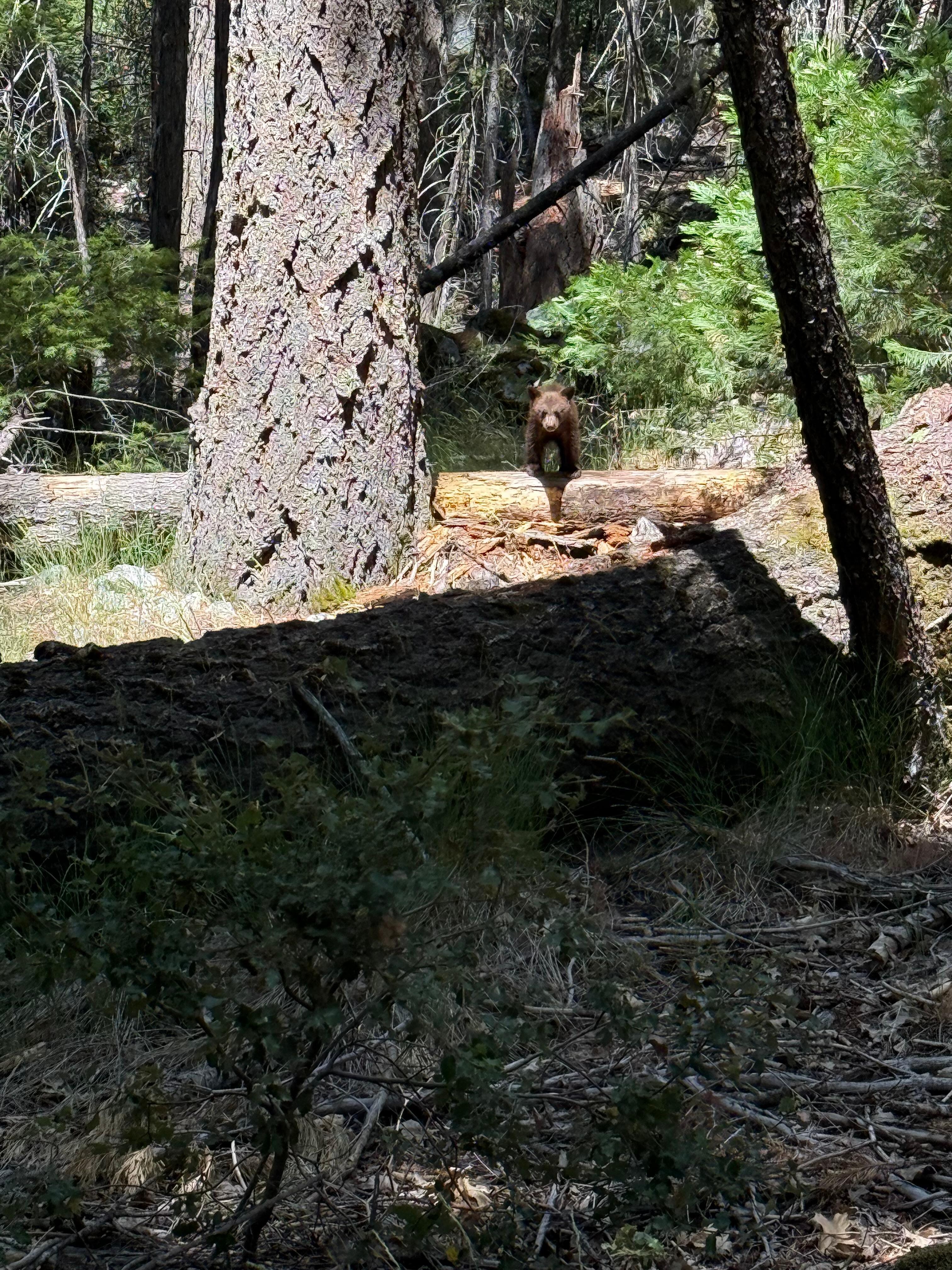 Bear cub on Mirror Lake Trail