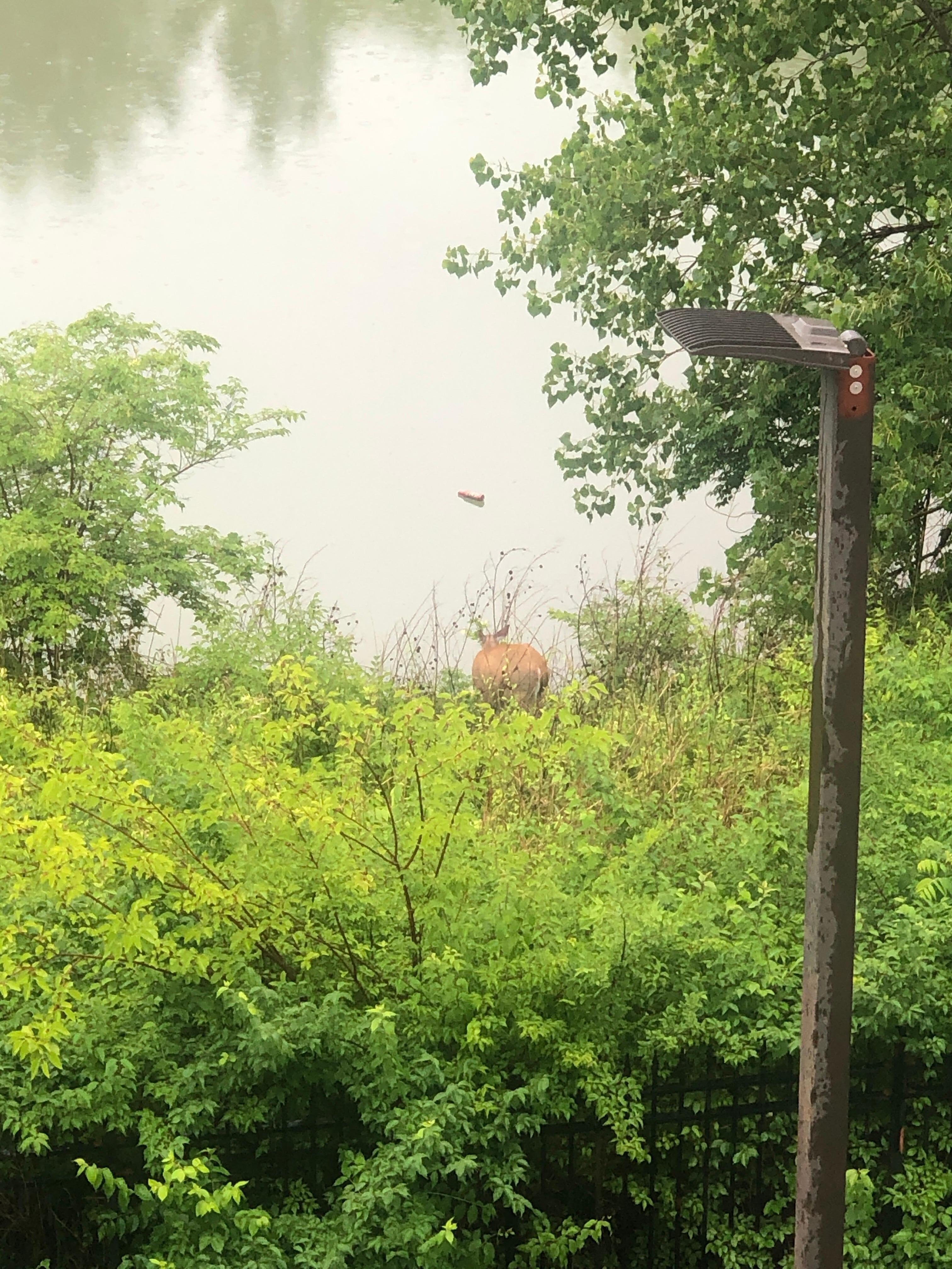 Beautiful deer grazing visible from window