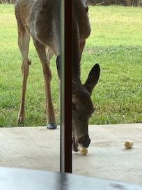 Who knew that deer like bananas?
