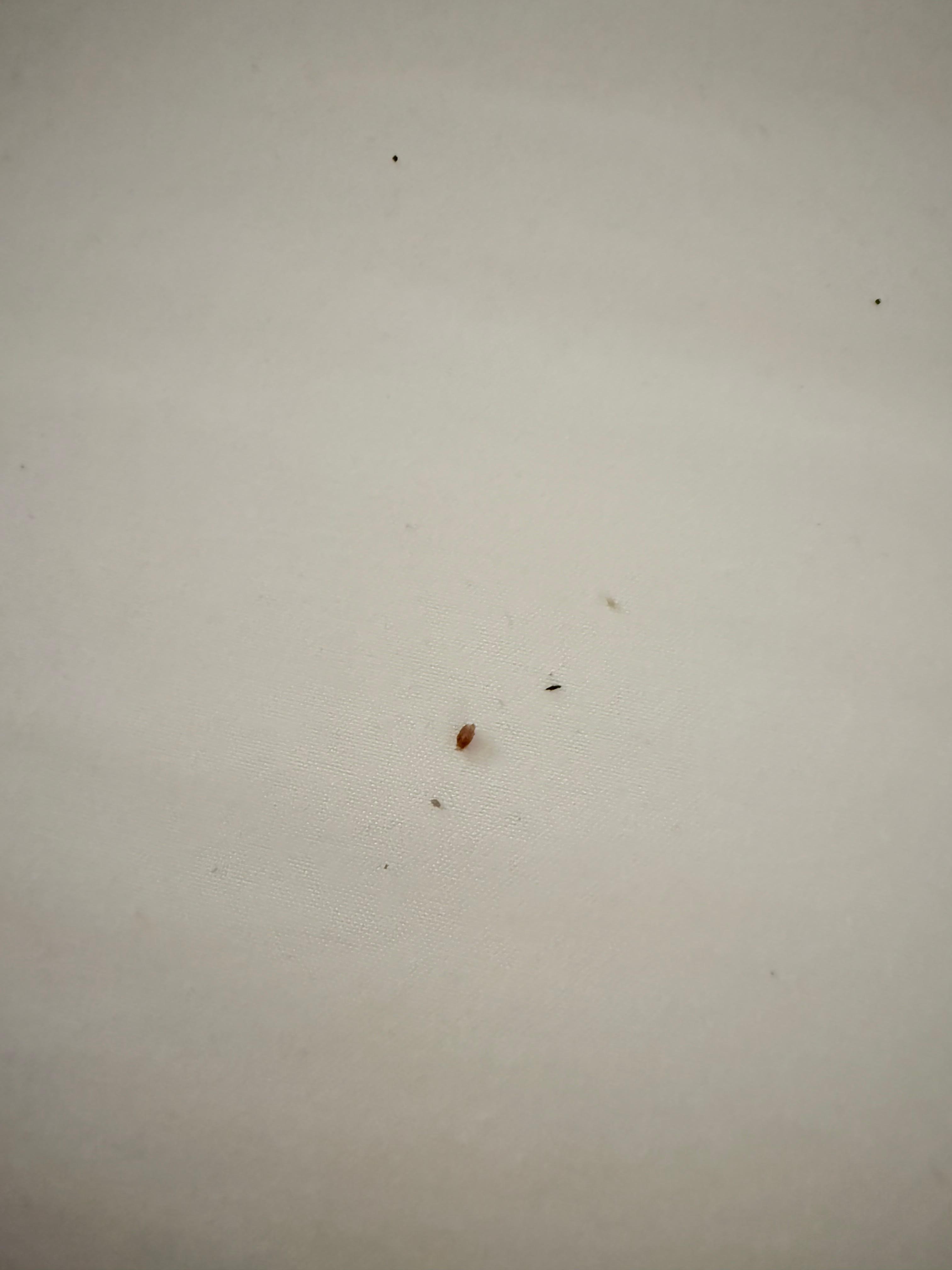 Black specks where all over both sheets and you can see what looks like a bug shell